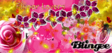 Yellow and Pink Flowers
