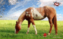 Le cheval ♥