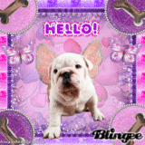 Pink- Hello Puppy ((alwaysanangel69))©®