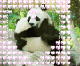 hug love panda 