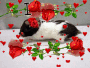 I LUV U HAMSTER