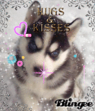 Chiot husky mignon
