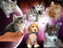 Universo cani e gatti