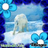 Polar bear week: Q&A: Could you state a fact about polar bears?