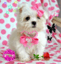 girlymaltese