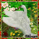 Stolzer Schwan im Frühling