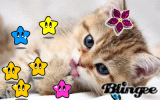 kitten