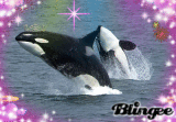 orcas 