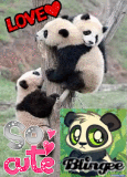 baby panda