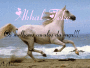 Akhal Teke