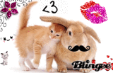 Bunny & Cat
