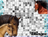 horsee love