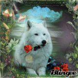 lobo love