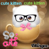 my cute kitten