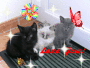 les <3 chats