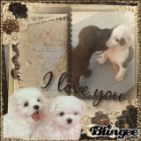 puppies