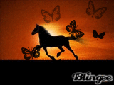 Beautiful horse