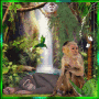monkey.........................
