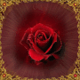 Have a lovely Day