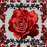 red rose