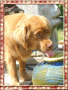 lick