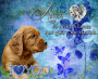 dog iloveyou amor