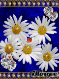 daisy love