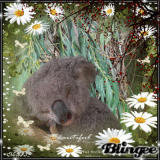 gentil koala