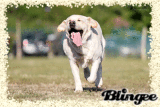 Run 