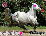 cavallo innamorato