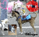 cane strano