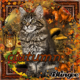 Autumn-cat