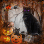 halloween cat