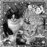 winter-cat-blanc-et-noir