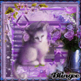 Purple-cat-flower