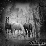 ...horses in a snowy day