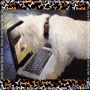Computer-Dog Enjoying Laptop