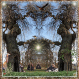 Naturwunder Baumriesen