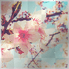 Cherry blossom 