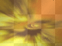 sumpthing yellow