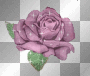 rose glitter