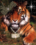 Gansta Tiger