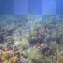 Coral Reef