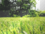 grass