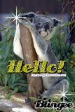 Koala hello