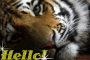 Tiger hello
