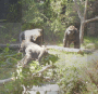 gorillas