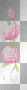Floating Light Pink Roses