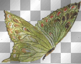 colorful butterfly glitter