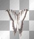 zebra butterfly